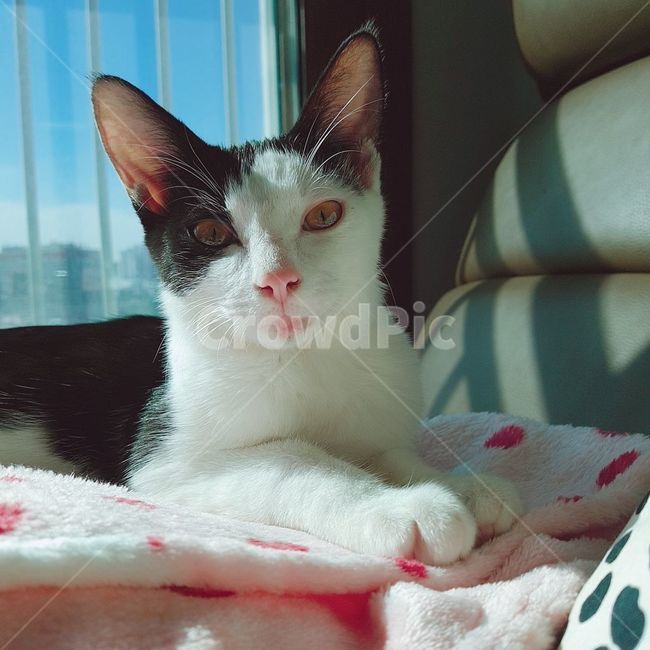 고양이,젖소,white,black,한국고양이,cat,koreacat,동물,animal,포유류,mammal,고양이,cat,kitten,kitty