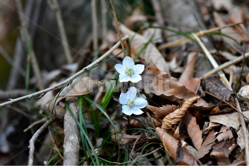 변산바람꽃,2018년,3월,야생화,꽃,생태,식물,자연,들꽃,산꽃,봄,감성,힐링,플라워,계절,시즌,wild,Flower,plants,nature,spring,season,배경,나무,목본,풀,초본,미나리아재비과,너도바람꽃속,flower,생태사진,봄꽃,변산,원조,자생지,오리지널,식물,자연,plants,nature,꽃,flower