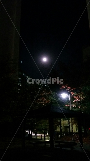 가로등,달빛,밤,달,정자,낙엽,아파트,야경,밤,풍경,nightscape,night,landscape,nature,자연,outdoors,옥외