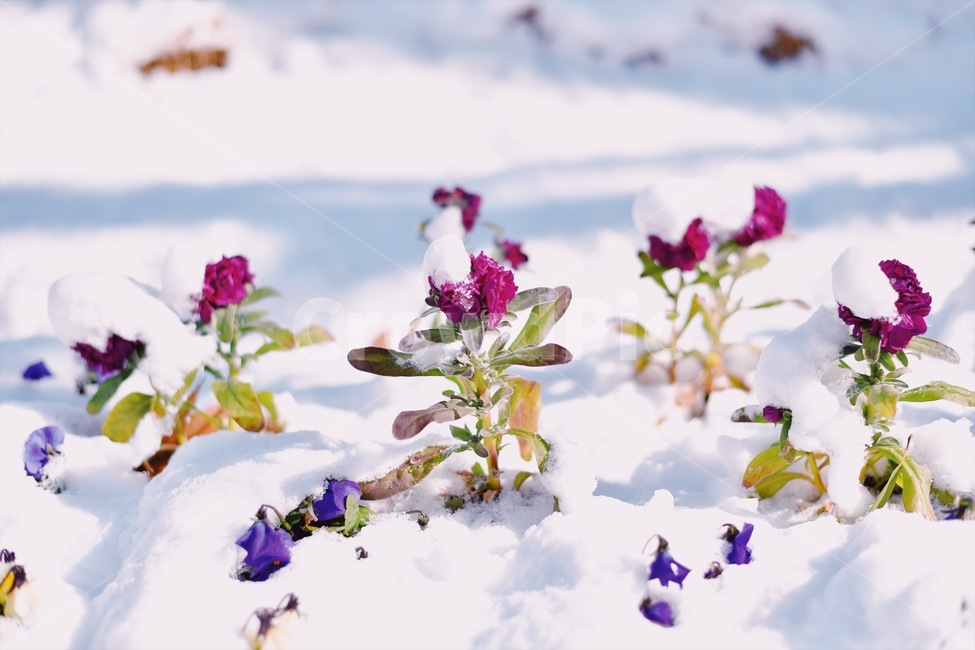 겨울꽃,눈꽃,눈,꽃,플라워,추운겨울,겨울,계절,winter,season,식물,자연,plants,nature,꽃,flower,감성,sensible,feeling