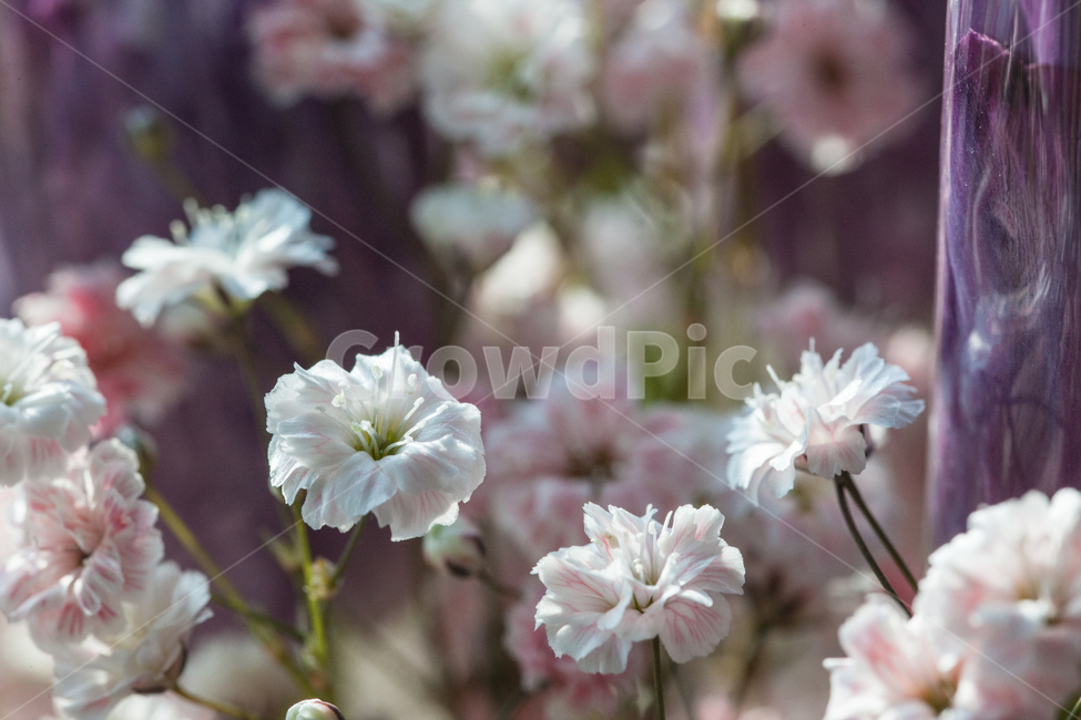flower,flowers,꽃,꽃병,화병,식물,자연,plants,nature,꽃,flower,감성,sensible,feeling