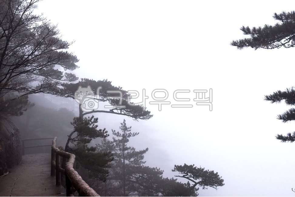 pine tree,nature,plant,sight,tree,In the foggy forest,Fog