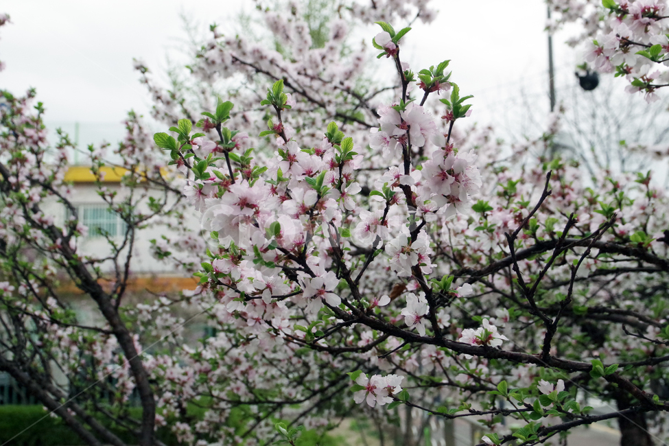 봄,계절,꽃,spring,season,flower,봄,계절,spring,season,식물,자연,plants,nature,꽃,flower,plant,blossom