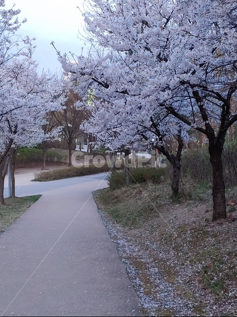 풍경,길,거리,저녁,벚꽃,꽃길