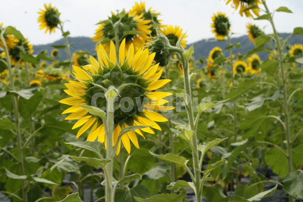 해바라기,꽃,여름,풍경,군락지,여름,계절,summer,season,가을,fall,autumn,식물,자연,plants,nature,꽃,flower,plant,blossom,sunflower