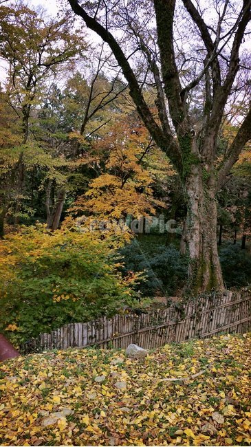 가을,단풍,나무숲,낙엽,선암사,가을,계절,fall,autumn,season,자연,풍경,nature,landscape
