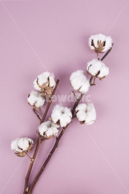 사진,포토,촬영,목화솜,목화,드라이플라워,디자인,컨셉,흰색,화이트,핑크,분홍색,꽃,인테리어,식물,소재,데코레이션,장식,코튼,나뭇가지,갈색,솜,클로즈업,액자,누끼,오가닉,목화꽃,식물,자연,plants,nature,꽃,flower,누끼,remove background
