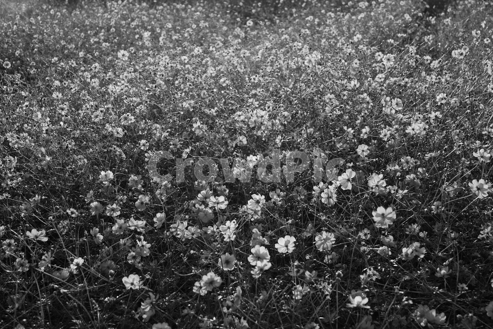 코스모스,꽃,코스모스꽃,가을,재배,관상용,식물,자연,식물,자연,plants,nature,꽃,flower,흑백,모노톤,monochrome,black and white