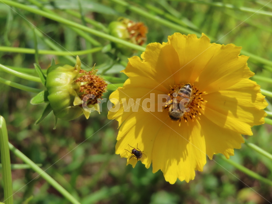 노란색,노란꽃,꿀벌,아름다움,식물,벌레,날벌레,공원,yellow,yellowflowers,honeybees,beauty,plants,bugs,flyingworms,parks