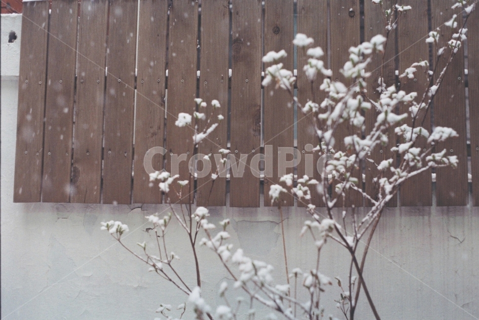 눈,눈꽃,필름사진,겨울,감성,감성사진,일상,snow,나무,겨울,계절,winter,season,식물,자연,plants,nature
