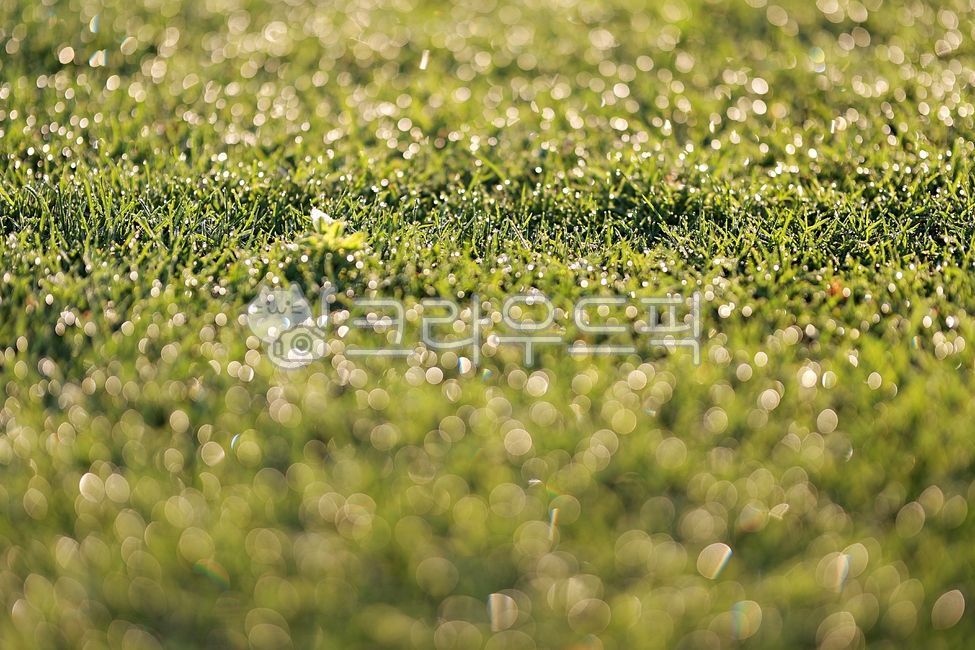 leaf of grass,Yeonglong,natural scenery,nature,light,grass,Dew,bokeh,morning dew,Bell,lawn