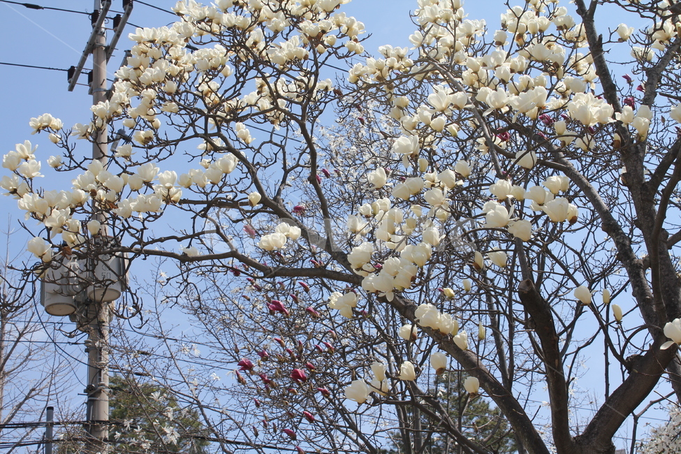 풍경,자연,벚꽃,봄,경치,꽃나무,봄꽃,봄,계절,spring,season,식물,자연,plants,nature,꽃,flower,plant