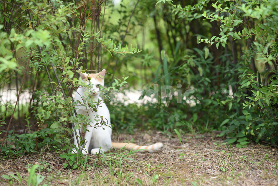 cat,고양이,동물,길고양이,포유류,animal,동물,animal,포유류,mammal,고양이,cat,kitten,kitty