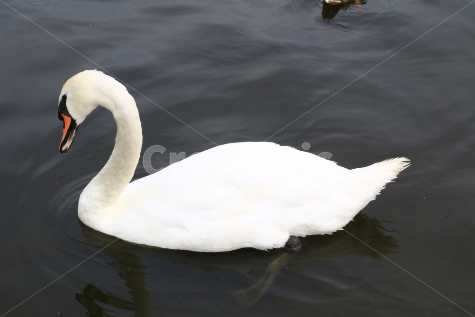 bird,새,animal,백조,하얀,동물,동물,animal,조류,새,birds