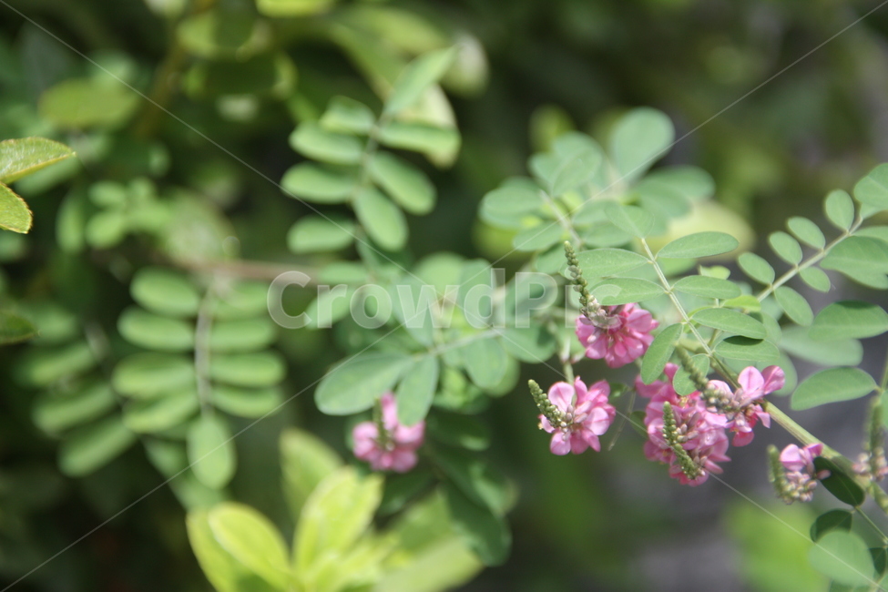 자연,꽃,잎,보라색꽃,보라색,초록색,flower,natural,산책,식물,생태,plant,nature,배경
