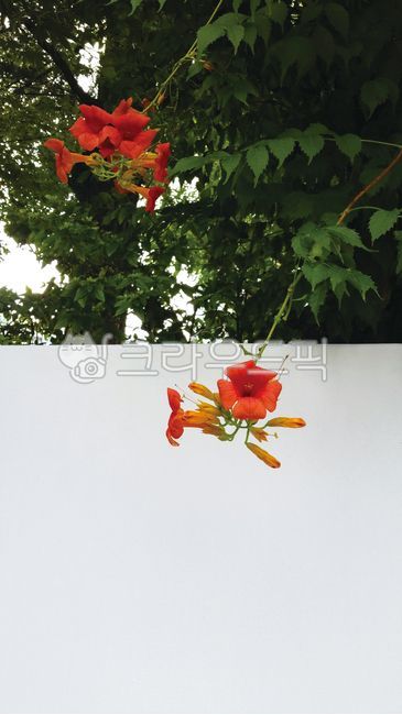 식물,속씨식물,쌍떡잎식물,능소화,꽃,담,금등화,여름,여름꽃,leaf,잎