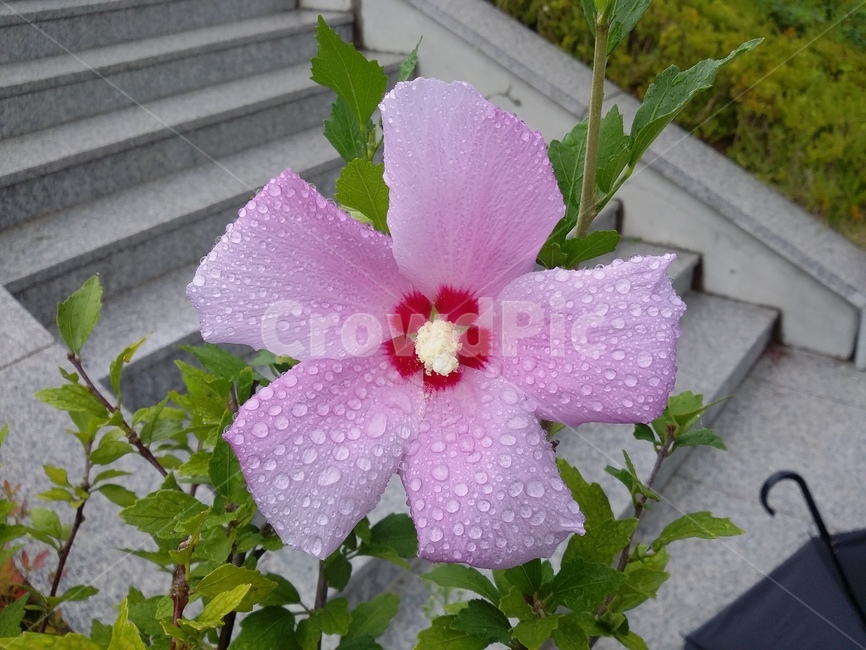 식물,꽃,plant,flower,무궁화,무궁화꽃,자연,식물,자연,plants,nature,꽃,flower