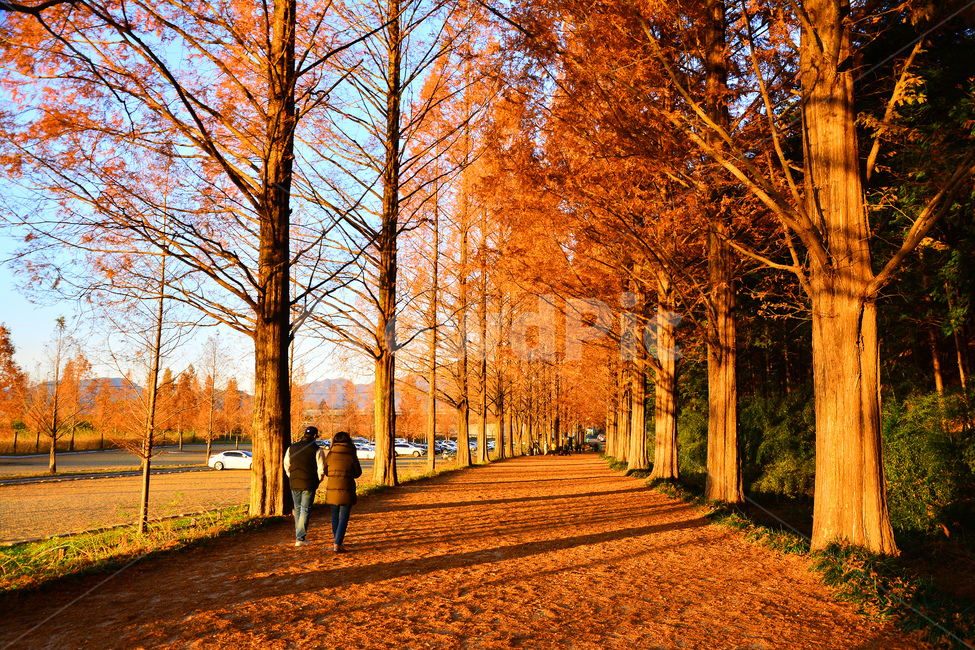메타쉐콰이어,가로수길,길,산책로,늦가을,가을풍경,fall,autumn,road,시즌,계절,분위기,연인,사람들,데이트,걷고싶은,해질무렵,석양,노을,그림자,빛,명암,수직,길다,가을분위기,가을서정,나무,background,배경,바탕,백그라운드,가을,계절,fall,autumn,season,자연,풍경,nature,landscape,사람,인물,인간,human,person,연인,커플,사랑,lover,couple,tree,plant,식물,maple,단풍,tree trunk,나무 줄기,leaf,잎