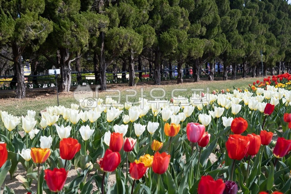 꽃,튤립,하얀색,빨간색,나무,들판,정원