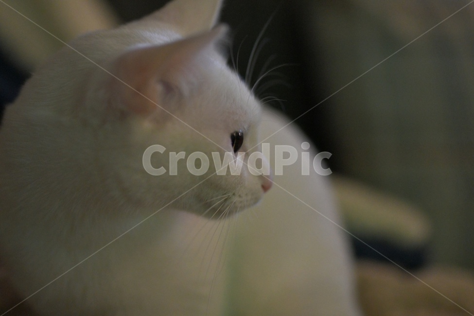 고양이,반려동물,반려묘,동물,코숏,cat,animal,동물,animal,포유류,mammal,고양이,cat,kitten,kitty