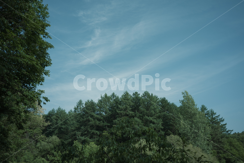 전나무,plant,식물,leaf,잎,tree,나무