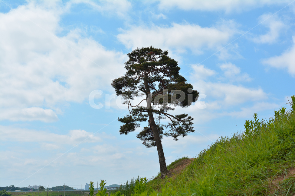 나무,소나무,공원,하늘,구름,파란,파랑,푸른,초록,산책,분위기,외로움,홀로,외톨이,식물,자연,plants,nature,나무,trees,wood