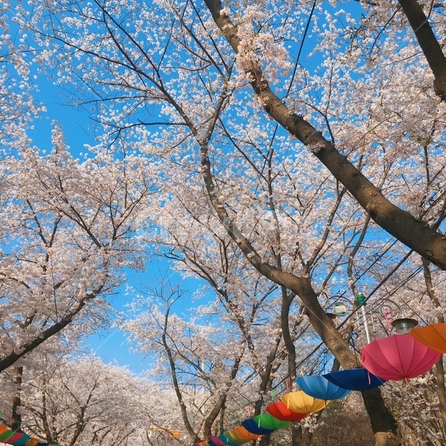 벚꽃,벚꽃우산,봄하늘,cherryblossoms,cherryblossomstree,springview,flower,umbrella