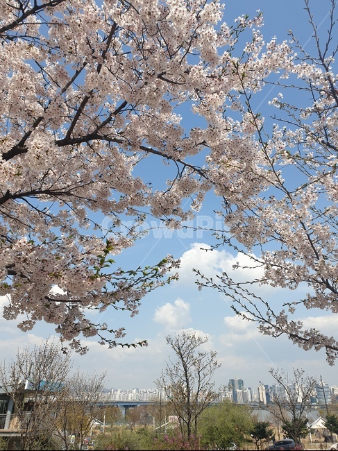 벚꽃,봄,벚꽃나무,자연,풍경,여의도,봄,계절,spring,season,도시,풍경,city,landscape,한국도시풍경,한국도시경관,korea cityscape,plant,식물,blossom,꽃,flower