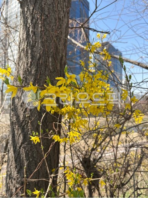 spring flowers,spring,forsythia,nature,tree,sight,branch
