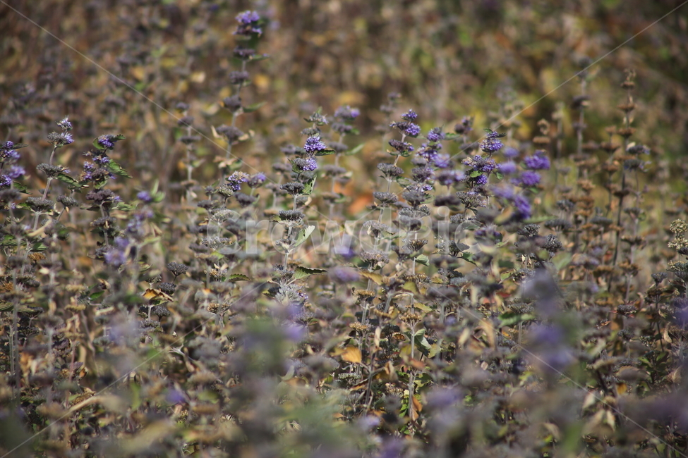 꽃,식물,가을,층꽃나무,caryopterisincana,식물,자연,plants,nature,꽃,flower