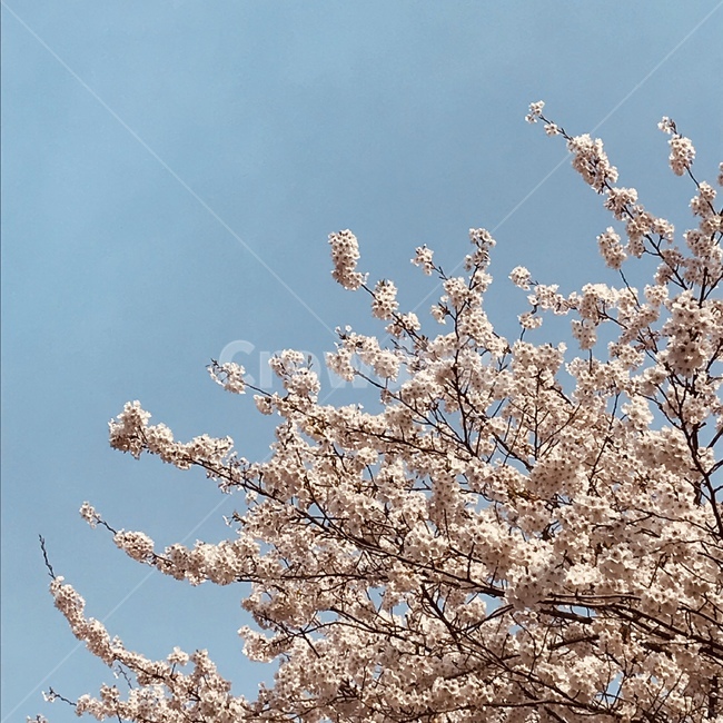 푸른,하늘,벚꽃,분홍,자연,꽃