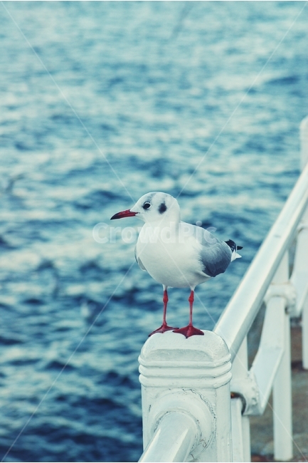 갈매기,seagull,새,bird,바다,sea,동물,animal,조류,새,birds,감성,sensible,feeling