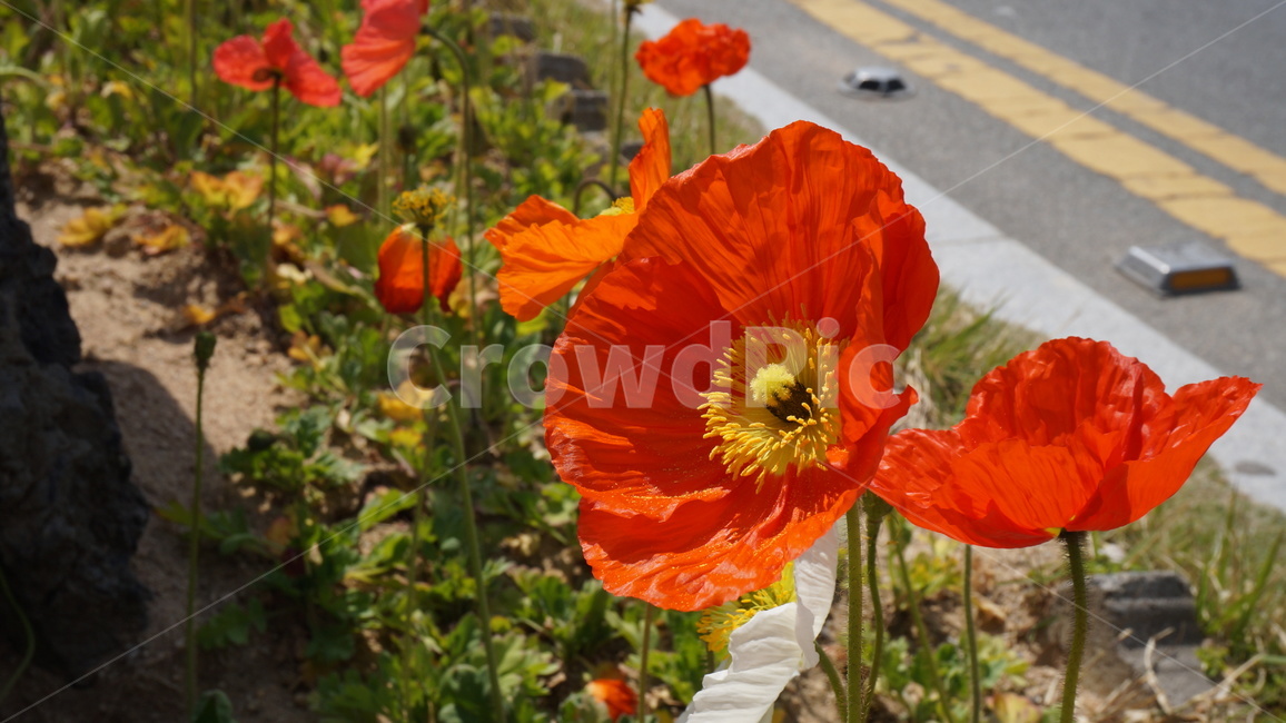 식물,꽃,flower,plant,양귀비