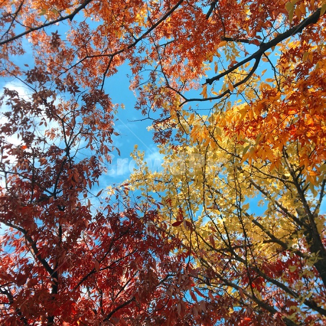 가을,배경,감성,단풍,은행,가을,계절,fall,autumn,season,tree,나무,plant,식물,leaf,잎,maple