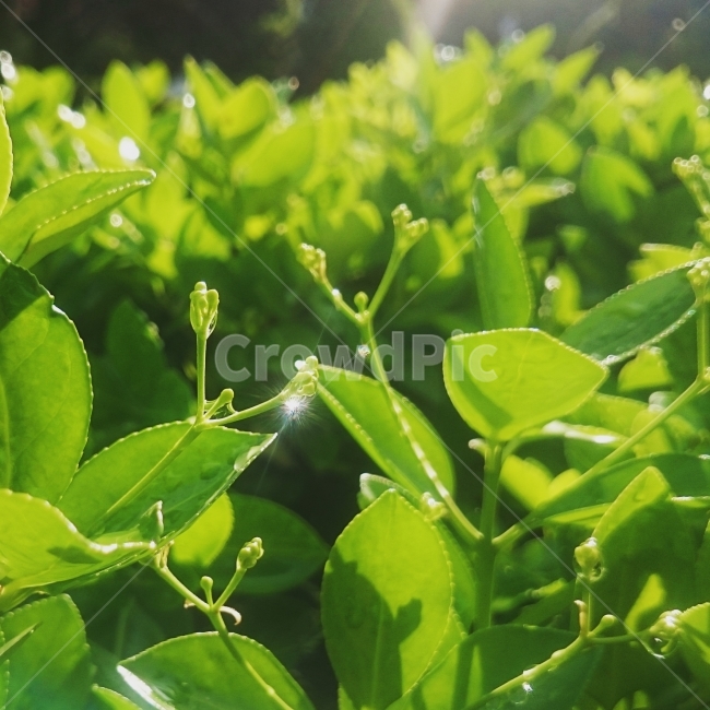 식물,초록색,물방울,햇빛,빛,접사,식물,자연,plants,nature,휴식,힐링,rest,relaxation,healing