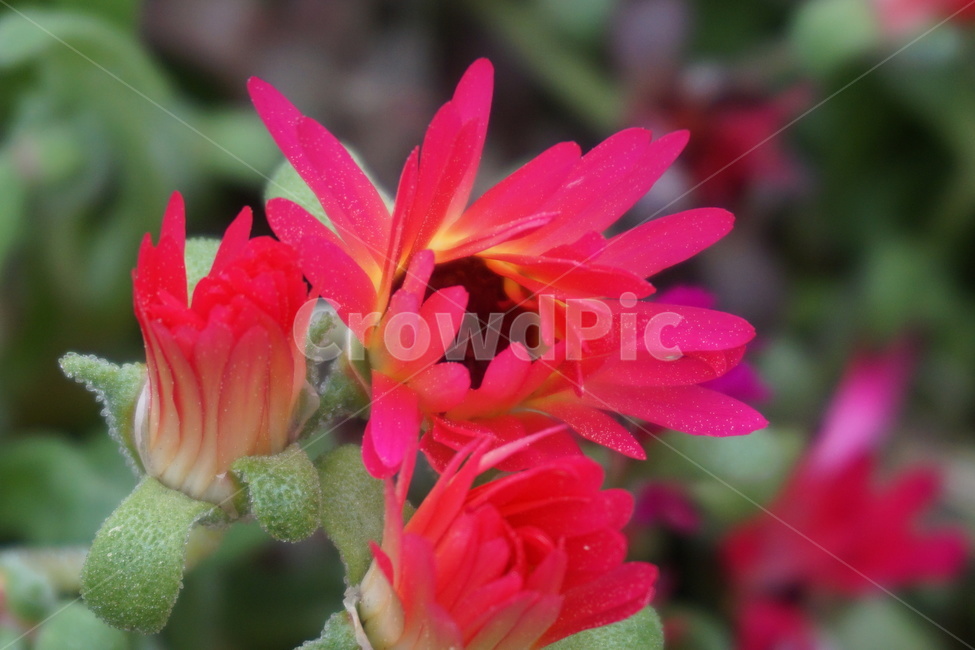 꽃,붉은색,녹색,6월,개화,화사함,식물,자연,plants,nature,꽃,flower