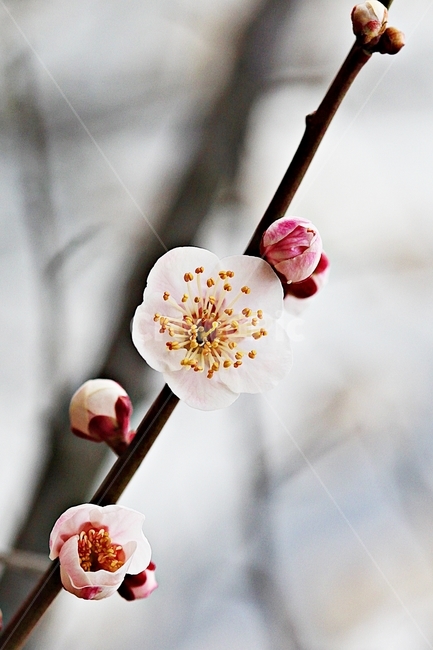 살구꽃,꽃,살구나무,자연,배경,봄,계절,spring,season,식물,자연,plants,nature,꽃,flower,plant