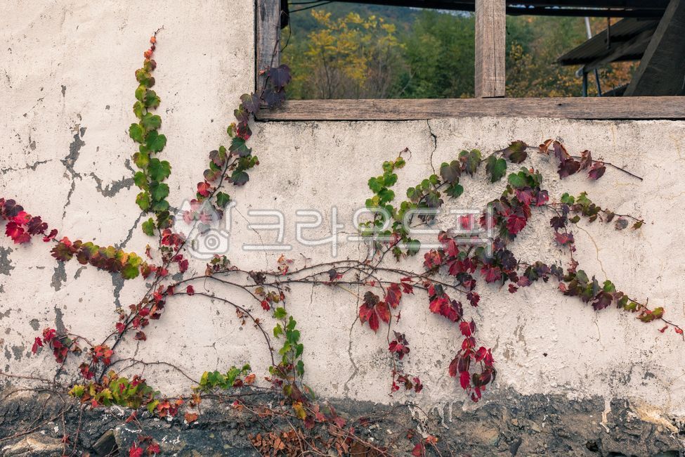 가을,감성,벽,가을감성,가을느낌,식물