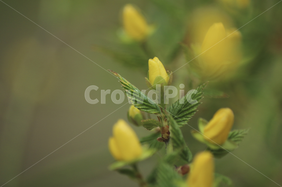 plant,식물,leaf,잎,spring,봄,yellow,노란,flower,blossom,꽃,yellowflower,노란꽃,꽃봉오리