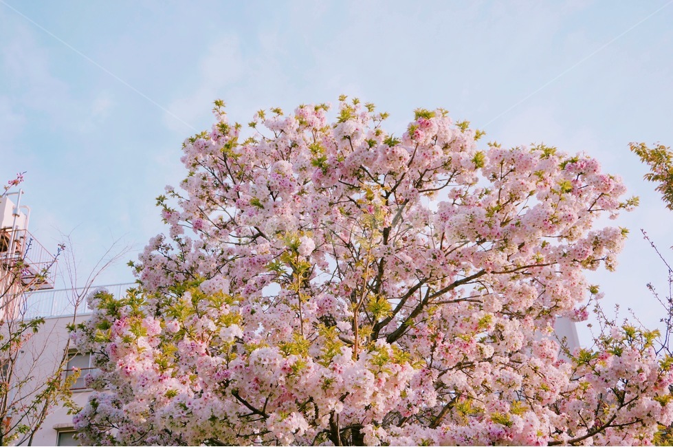 봄,벚꽃,겹벚꽃,날씨,꽃,spring,계절,season,cherryblossom,flower,plant,nature,감성사진,봄,계절,spring,season,식물,자연,plants,nature,꽃,flower,나무,trees,wood,감성,sensible,feeling,blossom