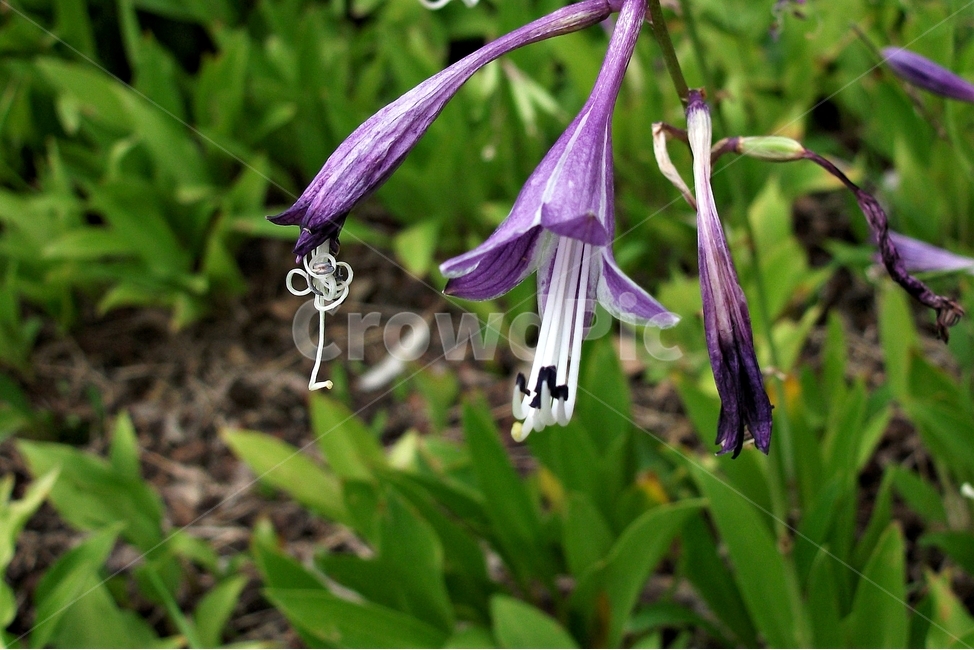 비비추,향기,보라색,자연,식물,purplebractedplantainlily,purple,beautiful,plant,flower,식물,자연,plants,nature,꽃,flower