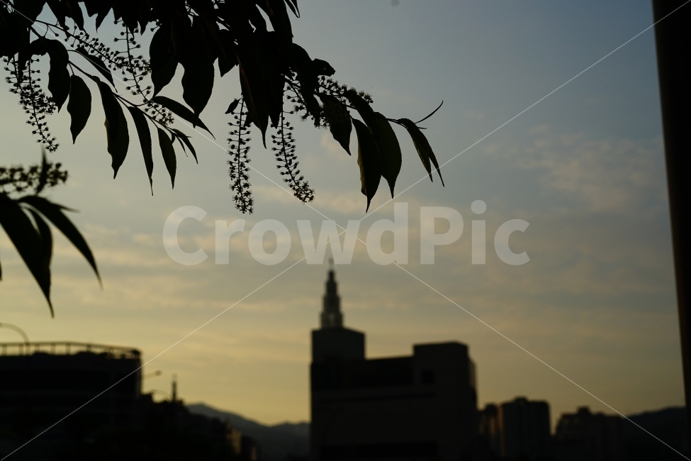 해질녘,풍경,풍경사진,해,태양,하늘,석양,느낌,감성,감성사진,나무,식물,구름,경치,도시,풍경,city,landscape,식물,자연,plants,nature,silhouette,실루엣