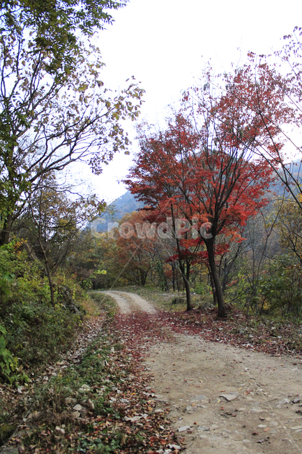 단풍,낙옆,가을,다채로운,배경,산,등산,등산로,풍경