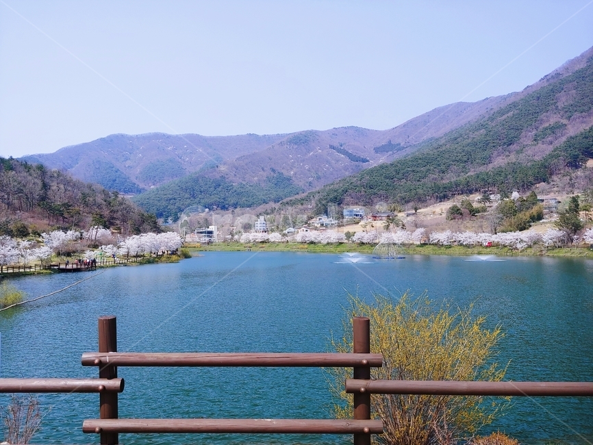 난간,railing,자연,nature,벚꽃,봄,저수지,풍경,경치,4월