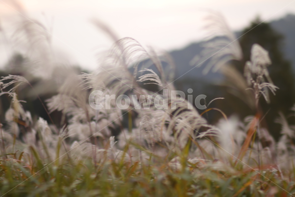 가을,어딘가,따뜻한,가을픙경,flowers,autumn,autumnscenery,fall,코스모스,가을꽃,갈대,식물,grass,reed,가을,계절,fall,autumn,season,자연,풍경,nature,landscape,잔디,plant,lawn,wildlife,야생 동물,tiger,호랑이,animal,동물,mammal,포유류
