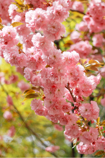 봄,벚꽃,겹벚꽃,꽃,분홍색,향기,핑크,핑크색,4월,봄,계절,spring,season,식물,자연,plants,nature,꽃,flower,plant,blossom