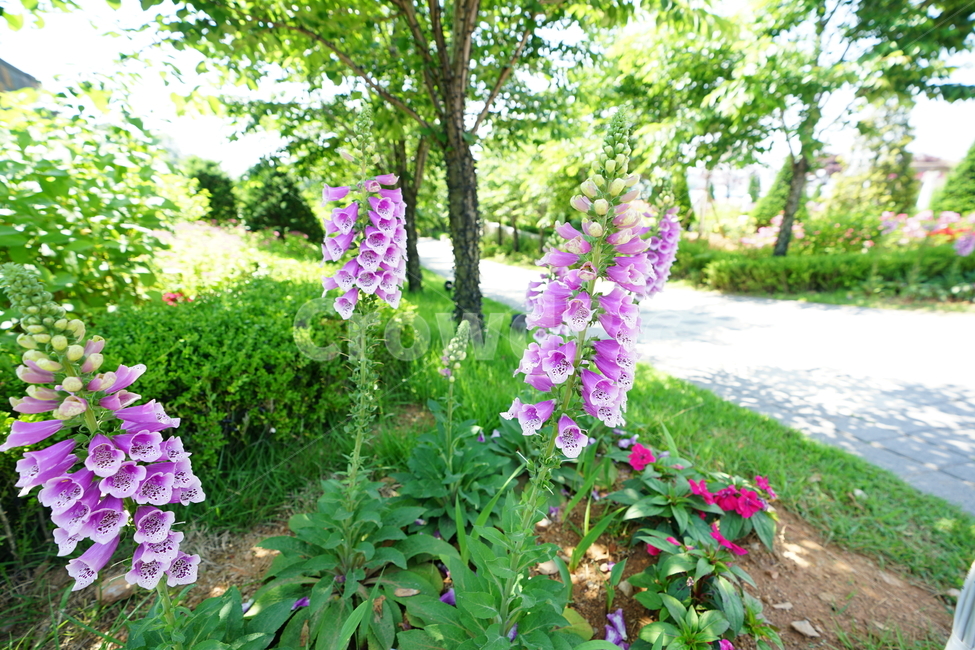꽃,플라워,화원,화단,자연,보라색,보랏빛,바이올렛,보라,색감,컬러,칼라,flower,식물,풍경,식물,자연,plants,nature,꽃,flower