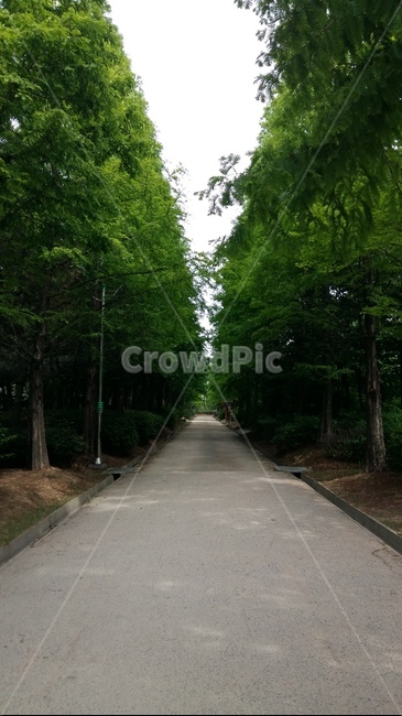 숲길,산책로,나무,자연,풍경,landscape,힐링,rest,relaxation,healing