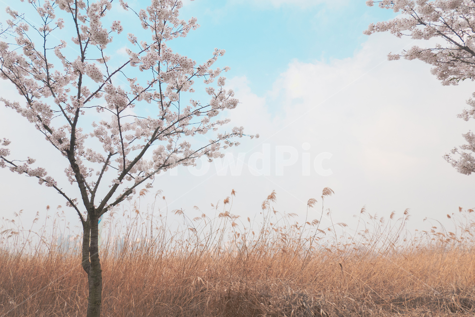 봄,벚꽃,봄꽃,벚꽃나무,cherryblossom,풍경,계절,꽃,식물,나무,잔디,season,grass,plant,nature,flower,sky