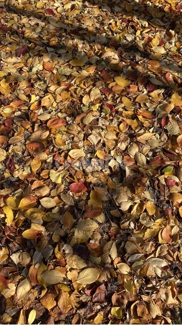 나무잎,낙엽,가을잎,바닥,ground,leaf,잎,plant,식물,노란잎